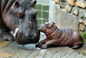 Budapest Zoo Hippo Baby